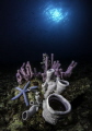  Colourful Tube sponges scenery celebes sea blue starfish. Shot during golden hour where sun near horizon producing moonlike sunburst. starfish moon-like moon like sunburst  